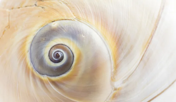 Deniz kabukları hayvan — Stok fotoğraf