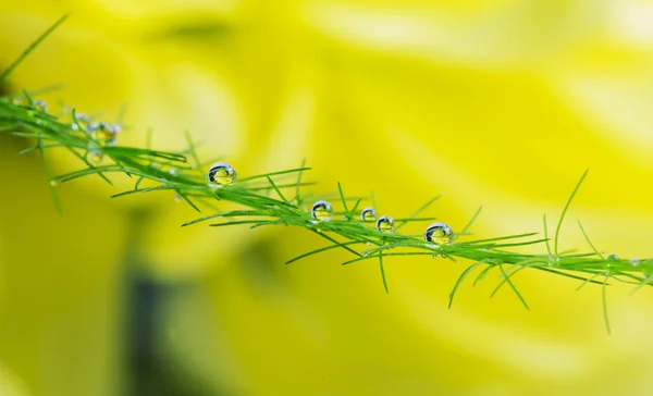 Капли росы на зеленое растение — стоковое фото
