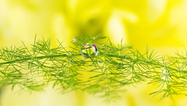 Gotas de orvalho na planta verde — Fotografia de Stock