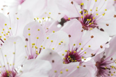 pembe bahar çiçeği