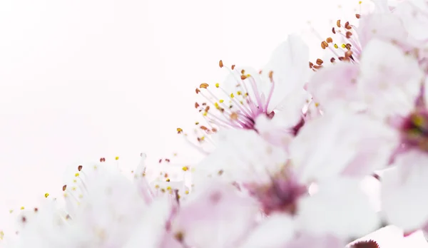 Flor de primavera rosa — Foto de Stock