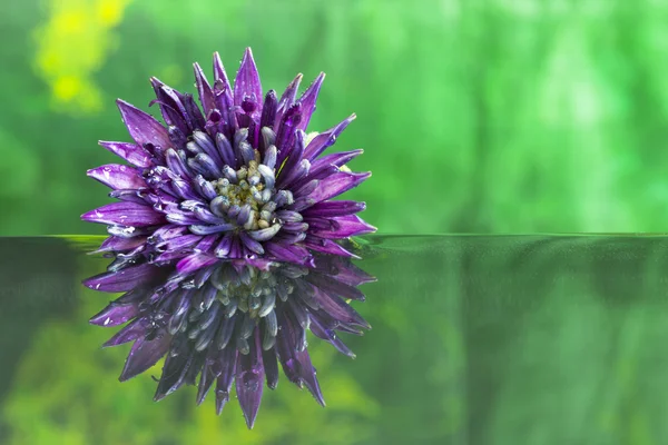 Fioletowy kwiat z odbiciem — Zdjęcie stockowe