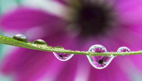 Reflection of daisy flower — Stock Photo, Image