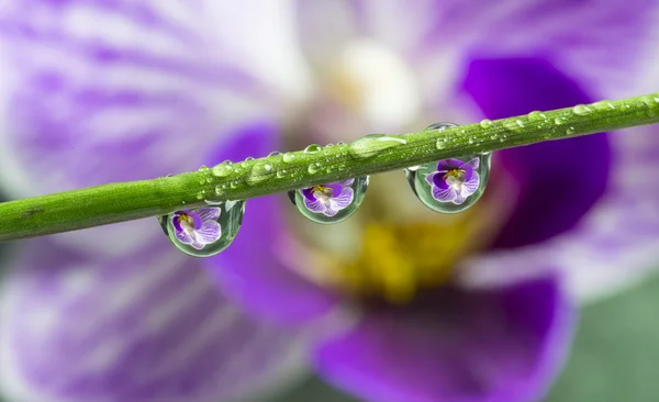 Orquídea púrpura con desenfoque y gota Reflejado — Foto de Stock