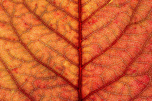 Serie de texturas de hojas —  Fotos de Stock