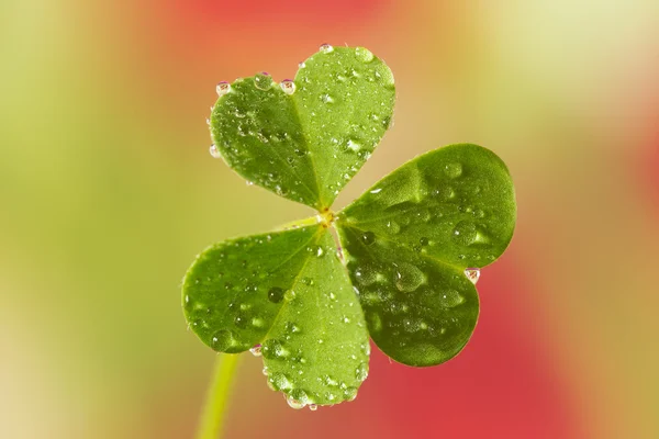 Leaf clover med dagg — Stockfoto