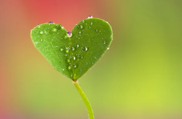 Leaf clover with dew — Stock Photo, Image
