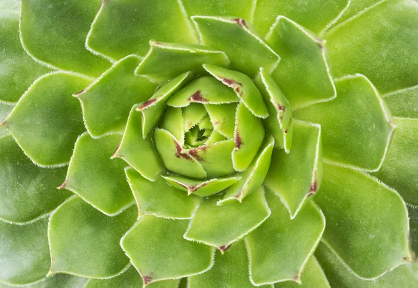 Green succulent plant agave — Stock Photo, Image