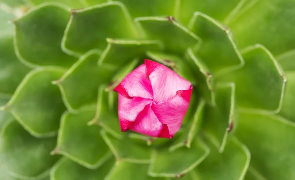 Agave verde pianta succulenta fioritura — Foto Stock