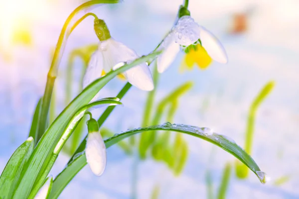 Spring white snowdrops — Stock Photo, Image