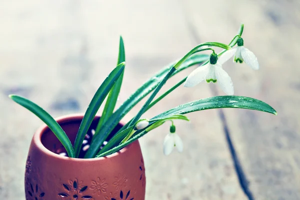 Bos snowdrop bloemen — Stockfoto