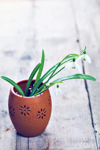 Bunch of snowdrop flowers — Stock Photo, Image