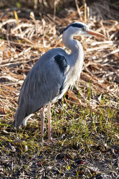 The grey heron — Stock Photo, Image