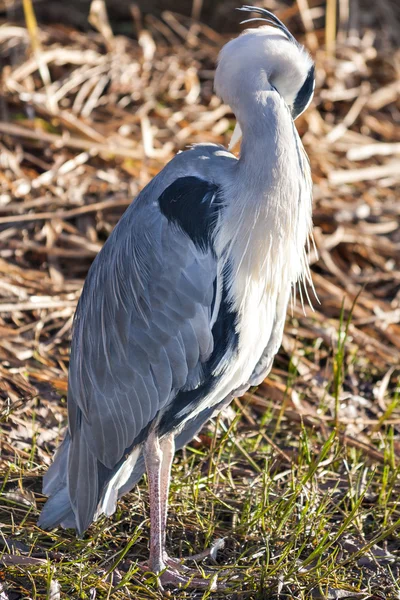 The grey heron — Stock Photo, Image