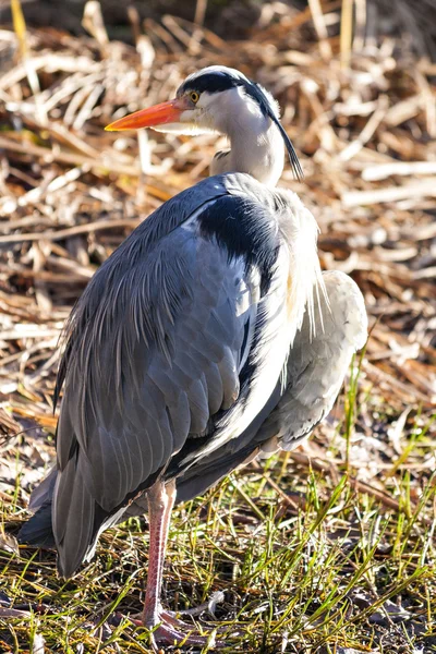 The grey heron — Stock Photo, Image