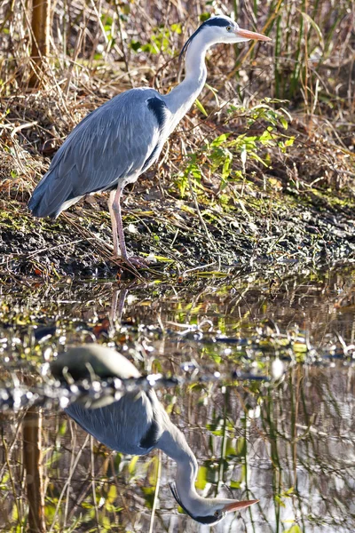 The grey heron — Stock Photo, Image