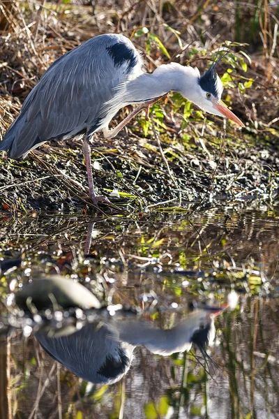 The grey heron — Stock Photo, Image