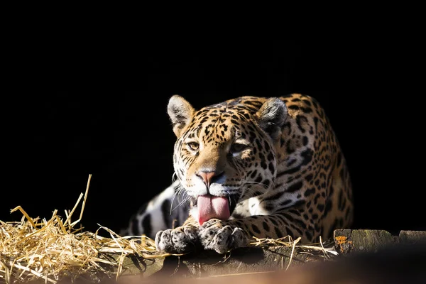 Leopardo salvaje acostado relajado —  Fotos de Stock