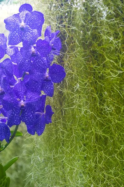 Beautiful purple orchid flowers — Stock Photo, Image