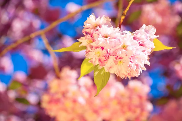Hermosas flores rosadas de un ciruelo —  Fotos de Stock