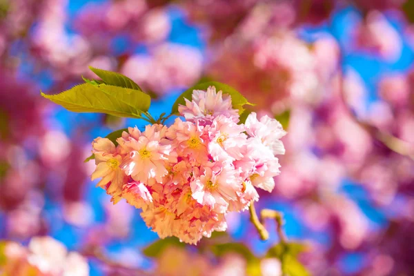 美丽的粉红色花朵的梅花树 — 图库照片