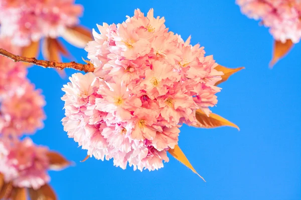 Schöne rosa Blüten eines Pflaumenbaumes — Stockfoto