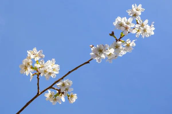 Belle branche d'un pommier aux fleurs blanches — Photo