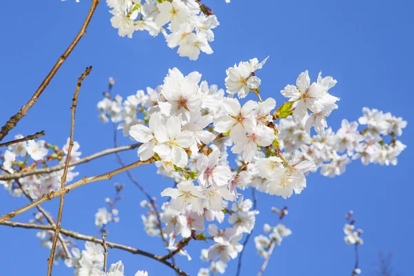 Beautiful branch of an apple tree with white blossoms — Stock Photo, Image