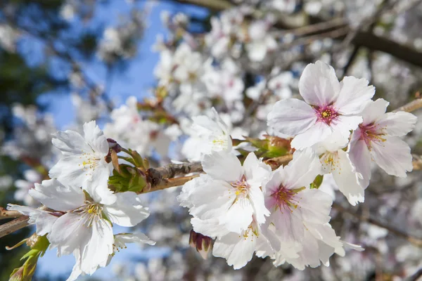Hermosa rama de un manzano con flores blancas — Foto de Stock