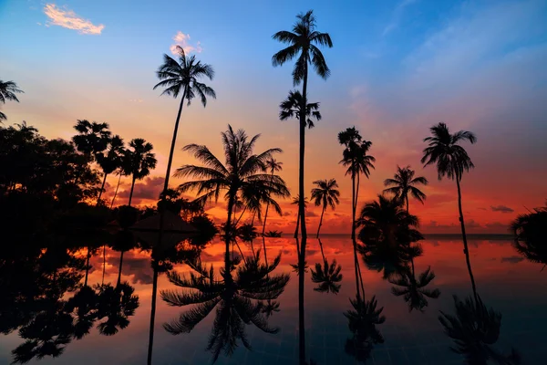 Hohe Kokospalmen am Abendhimmel, die sich im Wasser spiegeln — Stockfoto