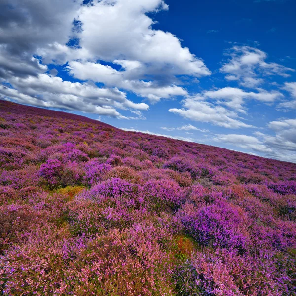 Colorato pendio collinare coperto da fiori di erica viola . — Foto Stock