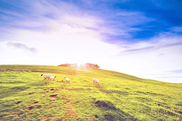 羊が付いている緑の丘農地谷の風景 — ストック写真
