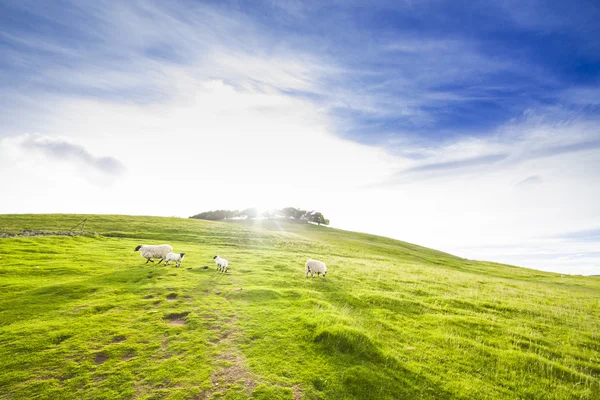 Τοπίο τοπίο πράσινο λόφο καλλιεργήσιμο έδαφος κοιλάδα με πρόβατα — Φωτογραφία Αρχείου