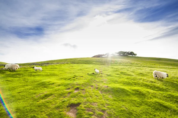 Paisaje paisaje del verde valle de tierras de labranza con ovejas —  Fotos de Stock