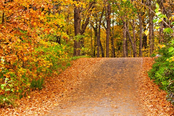 Pathway in colorful autumn arboretum park — Stock Photo, Image