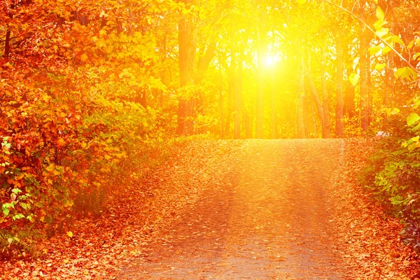 Pathway in colorful autumn arboretum park — Stock Photo, Image