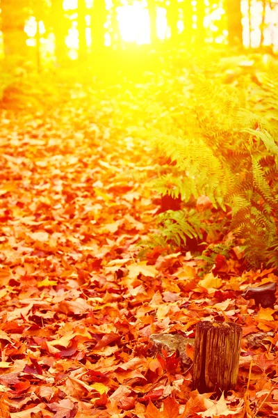 Caminho no colorido parque de arboreto de outono — Fotografia de Stock