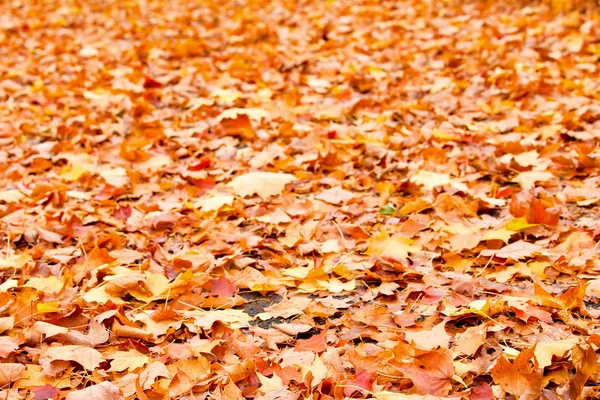 Pathway in colorful autumn arboretum park — Stock Photo, Image