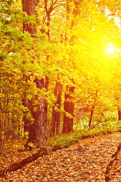 Pathway in colorful autumn arboretum park — Stock Photo, Image