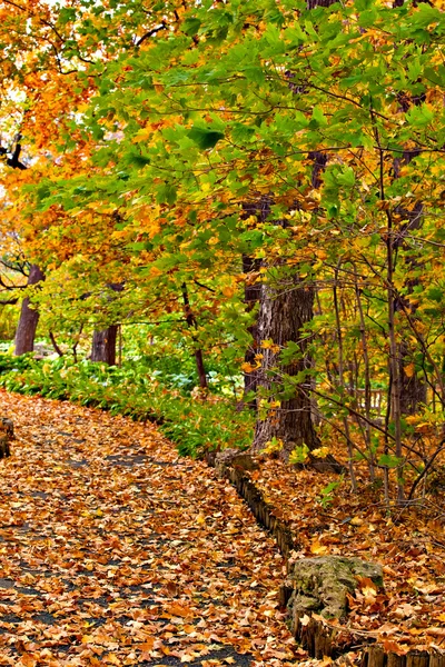 Pathway in colorful autumn arboretum park — Stock Photo, Image