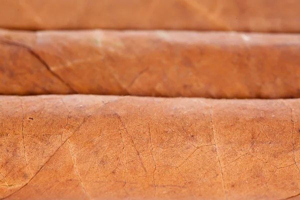 Echte kubanische Zigarren — Stockfoto