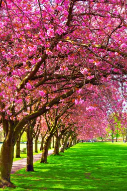 Walk path surrounded with blossoming plum trees clipart