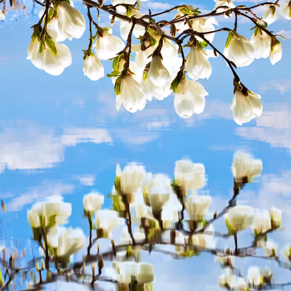 Květy magnólie odráží ve vodě — Stock fotografie