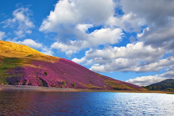 Vi を覆われてペントランド ヒルズ斜面のカラフルな風景 — ストック写真