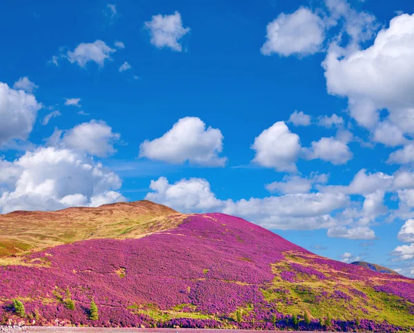 Paisagem colorida paisagem de Pentland colinas encosta coberta por vi — Fotografia de Stock