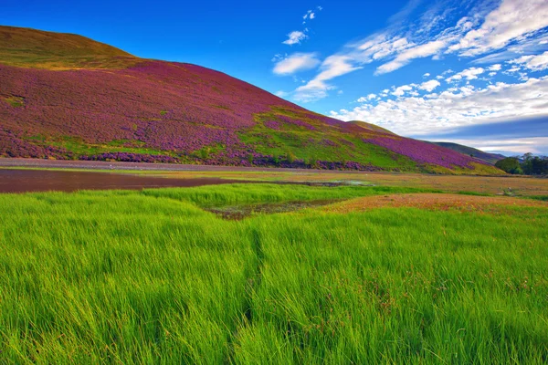 Vi を覆われてペントランド ヒルズ斜面のカラフルな風景 — ストック写真