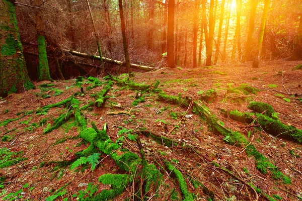 Green moss coats a deadfall in scottish conifer forest — Stock Photo, Image