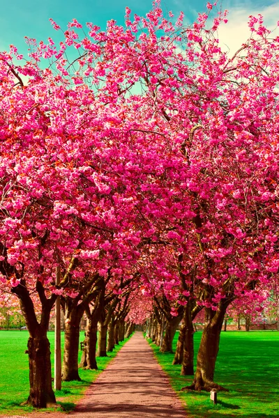 Pad omringd door bloeiende pruim bomen lopen — Stockfoto