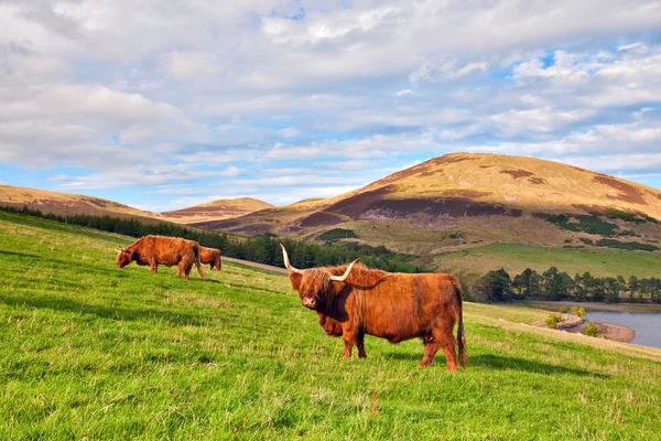Highland angus koe — Stockfoto