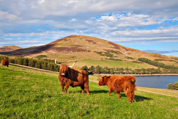 Highland kráva angus — Stock fotografie